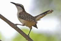 Campylorhynchus rufinucha